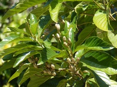 Blepharidium guatemalense