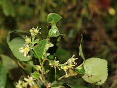 Euonymus spraguei