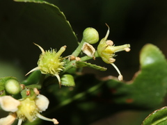 Euonymus spraguei