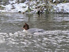 Mergus merganser