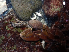 Petrolisthes manimaculis