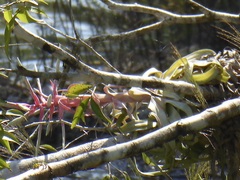 Tillandsia streptophylla