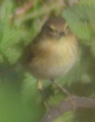 Phylloscopus collybita