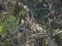 Tillandsia streptophylla