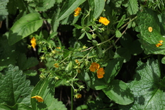Potentilla thuringiaca