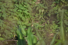 Phylloscopus collybita