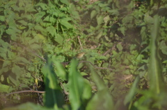 Phylloscopus collybita