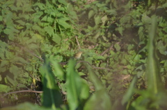 Phylloscopus collybita