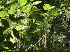 Myriocarpa longipes