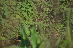 Phylloscopus collybita