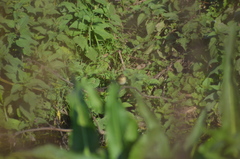 Phylloscopus collybita