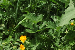 Potentilla thuringiaca