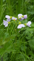 Cardamine pratensis