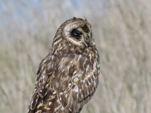 Hawaiian Short-eared Owl photographed in Hawaii