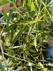 Salix mucronata