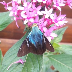 Astraptes fulgerator fulgerator