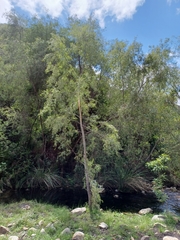 Salix mucronata