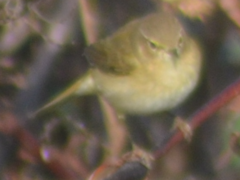 Phylloscopus collybita