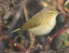 Phylloscopus collybita
