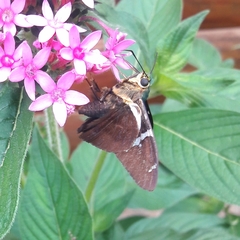 Astraptes fulgerator fulgerator