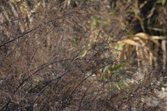 Phylloscopus collybita