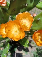 Opuntia elata