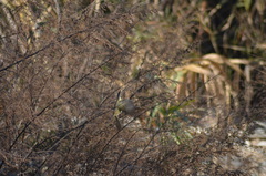 Phylloscopus collybita