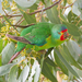 Swift Parrot - Photo (c) JJ Harrison, some rights reserved (CC BY-SA)