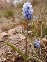 Muscari azureum