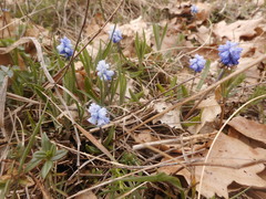 Muscari azureum