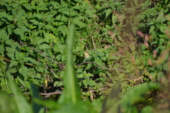 Phylloscopus collybita