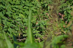 Phylloscopus collybita