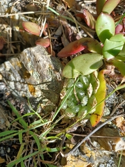 Haworthia cooperi