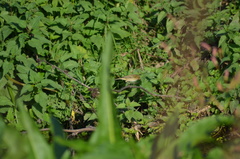 Phylloscopus collybita