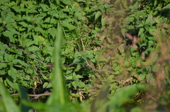 Phylloscopus collybita