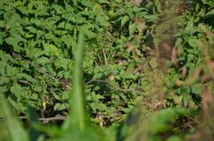 Phylloscopus collybita