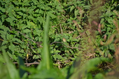 Phylloscopus collybita