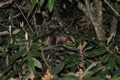 Didelphis marsupialis