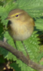 Phylloscopus collybita