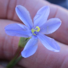 Aristea pusilla