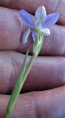 Aristea pusilla