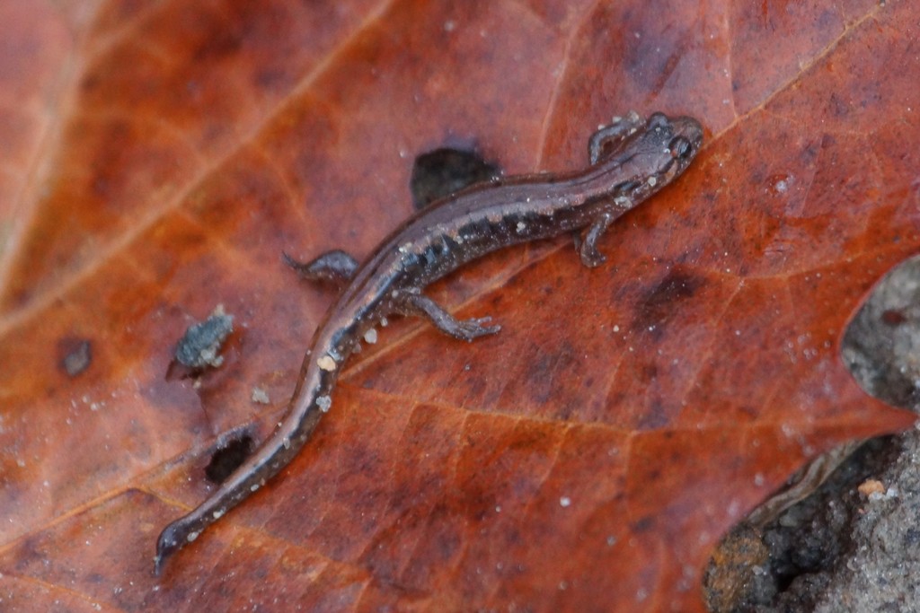 Northern Dusky Salamander from Wilkes County, NC, USA on December 19 ...