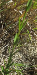 Chironia melampyrifolia