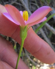 Chironia melampyrifolia