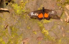 Acraea penelope