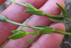 Chironia melampyrifolia