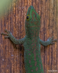 Phelsuma sundbergi longinsulae