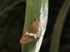 Tirynthia conflua
