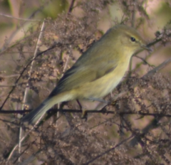 Phylloscopus collybita
