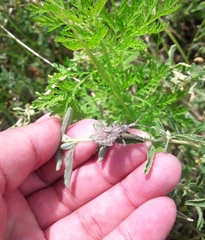 Harpactor tuberculosus